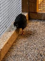 3x koppels Chinese Dwergkwartels, Dieren en Toebehoren, Meerdere dieren