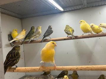 Diverse Kanaries beschikbaar voor biedingen
