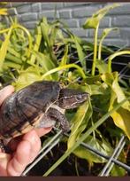 U zoekt een plek voor uw schildpad - Waterschildpad ?, Schildpad