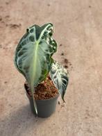 Alocasia venom, Huis en Inrichting, Kamerplanten, Ophalen of Verzenden, Halfschaduw, Minder dan 100 cm