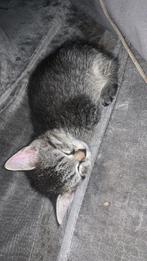 1 kat en 2 kittens, Dieren en Toebehoren, Katten en Kittens | Overige Katten, Poes