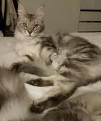Herplaatsing 2 MaineCoon poezen., Poes, Gechipt