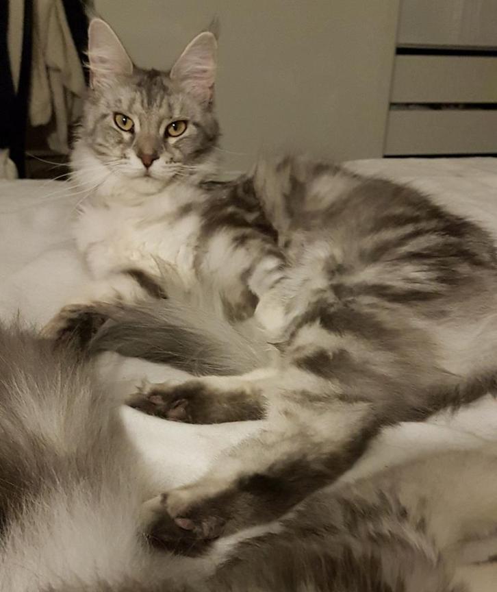 Herplaatsing 2 MaineCoon poezen., Dieren en Toebehoren, Katten en Kittens | Raskatten | Langhaar, Poes, Gechipt, Ontwormd