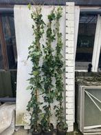 Hedera Hibernica 200/220 cm., Ophalen, Vaste plant, Bloeit niet, Halfschaduw