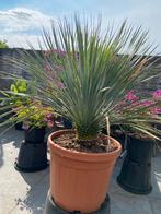 Schitterende yucca rostrata in een zeer ruime pot!!, Tuin en Terras, Planten | Tuinplanten, Volle zon, Vaste plant, Zomer, Ophalen