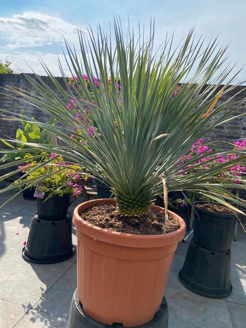 Schitterende yucca rostrata in een zeer ruime pot!!, Tuin en Terras, Planten | Tuinplanten, Vaste plant, Overige soorten, Volle zon