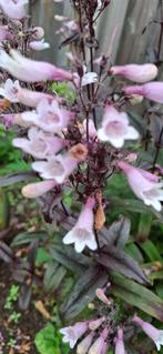 Penstemon Dark Towers, Ophalen of Verzenden, Gehele jaar, Volle zon, Zaad