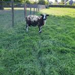 zwoegervrije bonte stamboekrammen, Dieren en Toebehoren, Mannelijk, Schaap, 0 tot 2 jaar