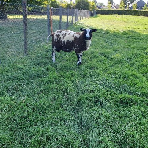 zwoegervrije bonte stamboekrammen, Dieren en Toebehoren, Schapen, Geiten en Varkens, Schaap, Mannelijk, 0 tot 2 jaar