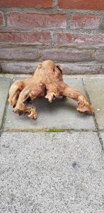 Mangrove hout wortel, Amfibie, 0 tot 2 jaar