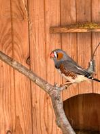 Zebravink, Dieren en Toebehoren, Vogels | Overige Vogels, Mannelijk