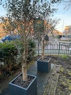 2 mooie grote olijfbomen incl. pot, Tuin en Terras, Ophalen, Volle zon, Olijfboom, 100 tot 250 cm