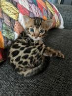 100% Raszuiver Bengaalse kitten, poesje(ouders met stamboom), Dieren en Toebehoren, Poes, Met stamboom