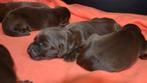 Drentsche Patrijshond x Labrador pups geteste ouders, Dieren en Toebehoren, Honden | Retrievers, Spaniëls en Waterhonden, CDV (hondenziekte)