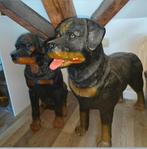 Beelden rottweilers, Ophalen, Gebruikt, Dier