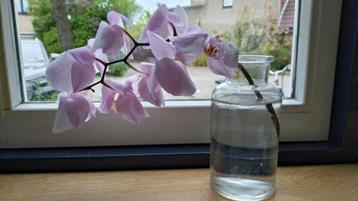 7 leuke vazen voor feestje/enkele bloemetjes beschikbaar voor biedingen