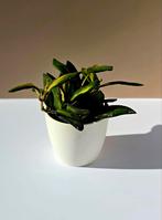 Hoya burtoniae variegata – babyplant, Ophalen of Verzenden, Overige soorten, Minder dan 100 cm
