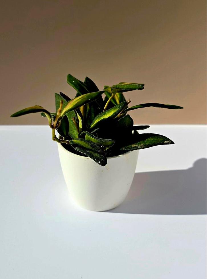 Hoya burtoniae variegata – babyplant, Huis en Inrichting, Kamerplanten, Overige soorten, Minder dan 100 cm, Ophalen of Verzenden