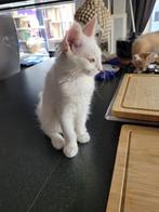 Bleu-Smoke en Witte Maine Coon kitten, Dieren en Toebehoren, Katten en Kittens | Raskatten | Langhaar, Poes, Gechipt, 0 tot 2 jaar