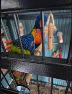 Koppeltje lori van de blauwe bergen, Dieren en Toebehoren, Vogels | Parkieten en Papegaaien, Meerdere dieren, Papegaai, Tam