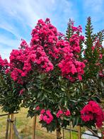 Lagerstroemia Double Dynamite / nieuw ‼️‼️ / 140cm stam, 250 tot 400 cm, Zomer, Ophalen, Volle zon