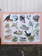 Engelse schoolplaat. Vogels British birds suburban urban, Natuur en Biologie, Ophalen of Verzenden