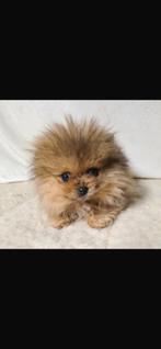 Pomeriaan pups te koop 2 reutjes, Dieren en Toebehoren, Honden | Poolhonden, Keeshonden en Oertypen, HCC (leverziekte), Reu, 8 tot 15 weken