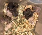 Baby ratjes, December, Meerdere dieren, Rat