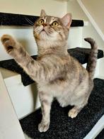 Half Brits aanchankelijk poes Tosya 5 jaar oud ter adoptie, Dieren en Toebehoren, Katten en Kittens | Raskatten | Korthaar, Poes