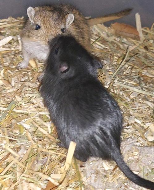 2 Mongoolse Gerbils broertjes! Super lief, gezond en tam!, Dieren en Toebehoren, Knaagdieren, Mannelijk, Rat, Na 1 juli 2024, Tam