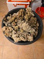 Steen zeeaquarium, Dieren en Toebehoren, Ophalen, Plant(en), Steen of Hout