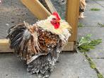 Cochin Kriel Krul haantje kuiken, Dieren en Toebehoren, Pluimvee, Mannelijk, Kip