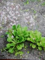 MOOIE SAXIFRAGA PLANTEN, Tuin en Terras, Planten | Tuinplanten, Ophalen, Bodembedekkers, Vaste plant, Halfschaduw