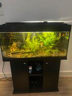 Super groot aquarium met tropisch vissen en planten, Verzenden, Zo goed als nieuw, Gevuld zoetwateraquarium