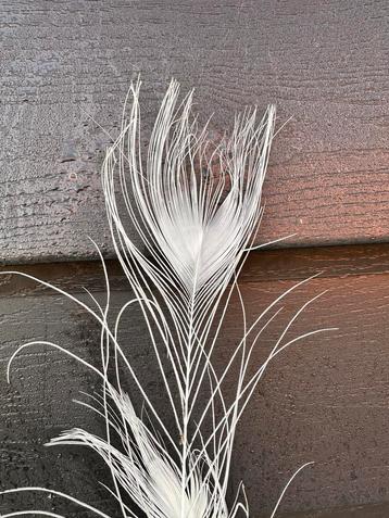 Witte Pauwenveren - Decoratie beschikbaar voor biedingen