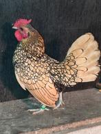 Jonge Sebright kriel haantjes, citroen-zwart gezoomd., Dieren en Toebehoren, Pluimvee, Mannelijk, Kip