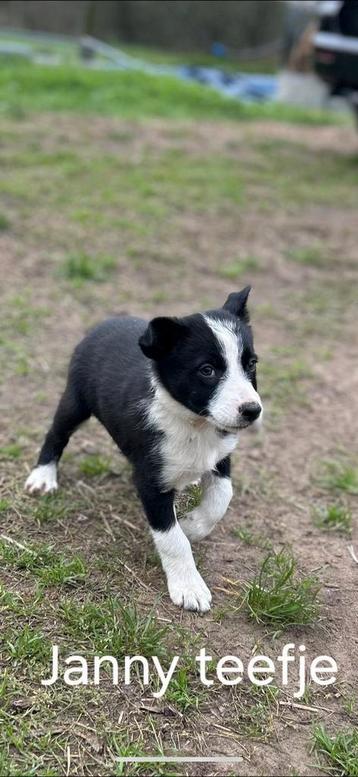 Border Collie pupps. Puppies met stamboom beschikbaar voor biedingen