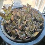 mother of thousands, vetplant, grote stekjes, Ophalen, Vetplant, Volle zon, Minder dan 100 cm
