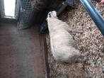 2 mooie ramlammeren., Dieren en Toebehoren, Mannelijk, Schaap