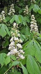 Kastanje planten voor het kweken van een boom, Ophalen, Zomer, Overige soorten, Halfschaduw