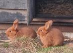 Rood Nieuw Zeelander Konijntje, zuiver. Nog 1 beschikbaar, Dieren en Toebehoren, Konijnen, Vrouwelijk, Middelgroot, 0 tot 2 jaar