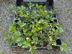 Aardbeienplanten 36 stuks P9, Tuin en Terras, Planten | Tuinplanten, Ophalen, Zomer, Volle zon