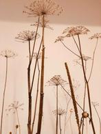 Gedroogde berenklauw - droogboeketten, Huis en Inrichting, Ophalen, Nieuw