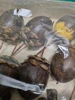 -	Decoratie noten van hout 12 stuks, Diversen, Kerst, Ophalen of Verzenden