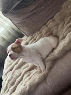 LAATSTE DAG ONLINE  pocket bully pups met stamboom ABKC, Dieren en Toebehoren, Overige rassen, 8 tot 15 weken, Meerdere, Meerdere dieren