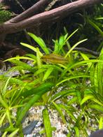 Apistogramma trifasciata vrouwtje te koop, Vis, Zoetwatervis