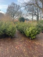 Kerstbomen Servische spar in por, Ophalen, Nieuw