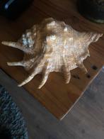 Grote Intacte Schelp - 26 cm breedt, Huis en Inrichting, Ophalen of Verzenden, Zo goed als nieuw