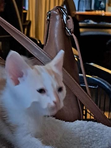 Lieve kittens  beschikbaar voor biedingen