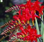 Bloem Crocosmia Lucifer (Montbretia), Volle zon, Vaste plant, Zomer, Ophalen